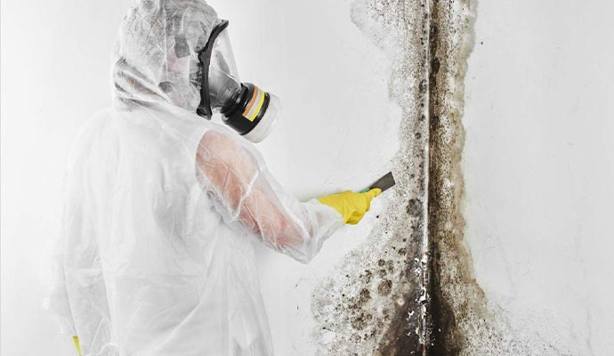 Professional mold removal service